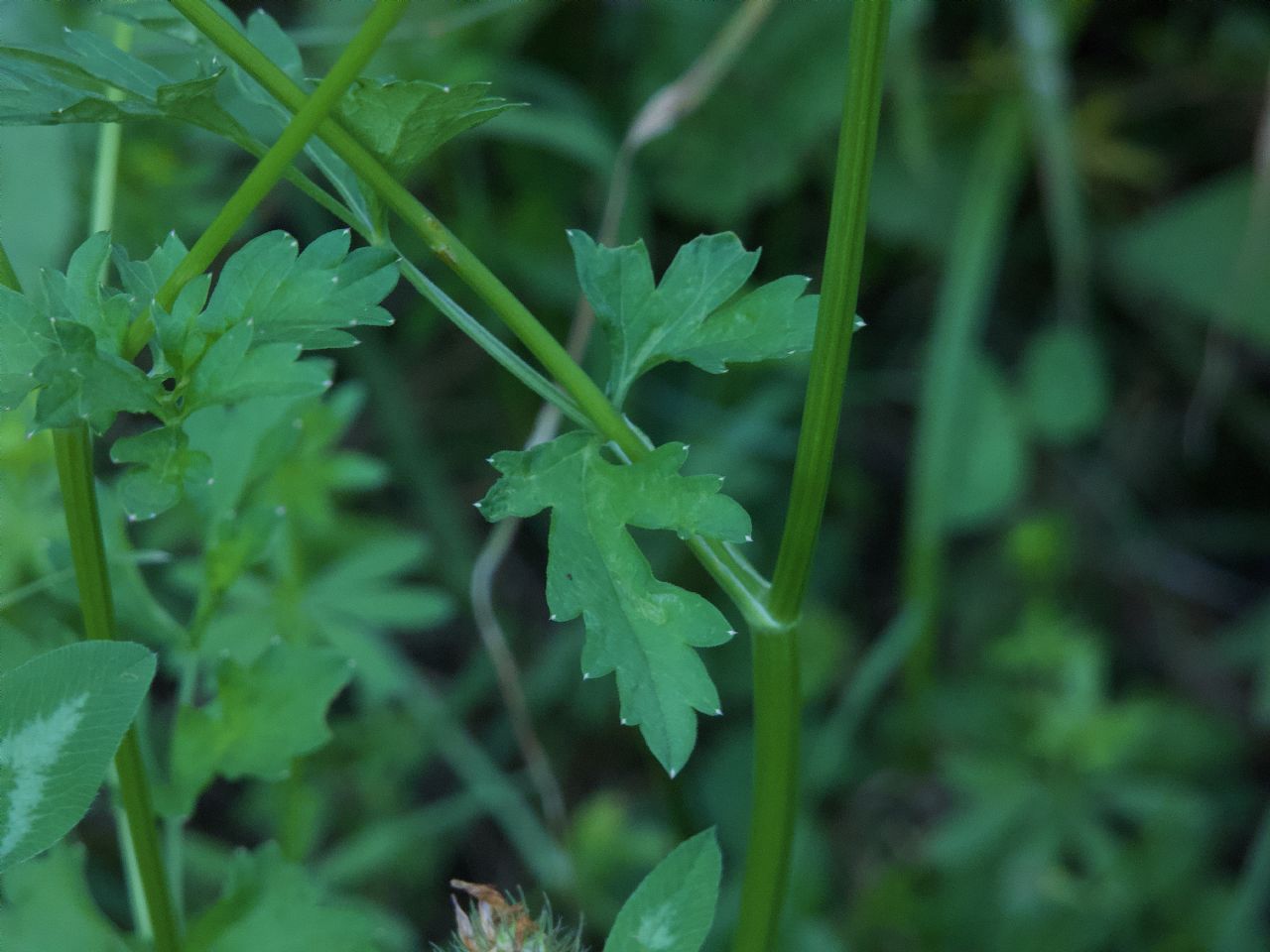 Apiacea da determinare